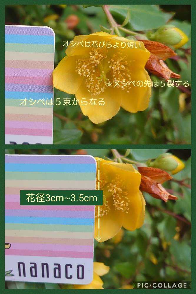 ヒペリカムいろいろ｜🍀GreenSnap（グリーンスナップ）
