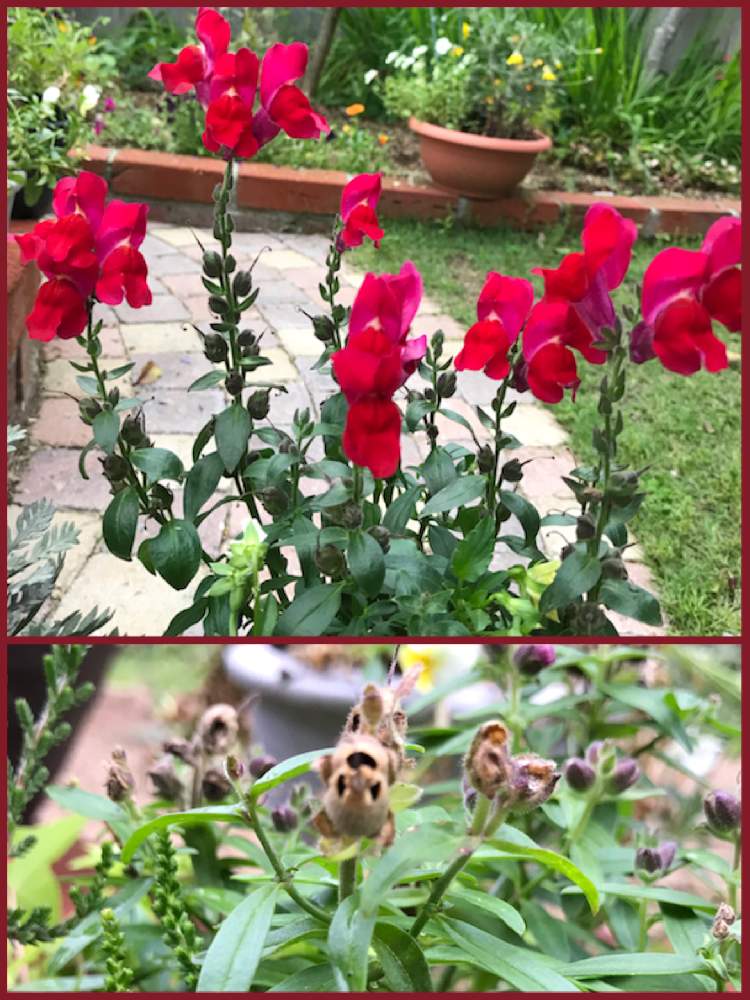 金魚草の種の殻は結構グロいの投稿画像 By まーちゃん さん 金魚草 と金魚草の種の殻は結構グロいと金魚草 21月7月3日 Greensnap グリーンスナップ Greensnap グリーンスナップ