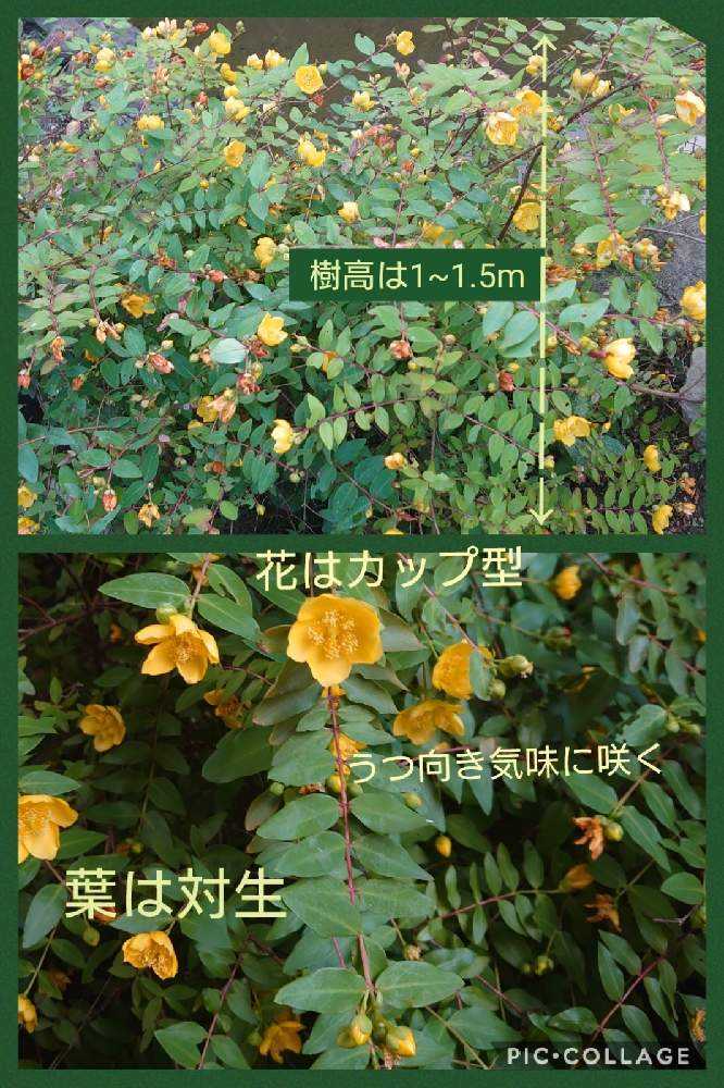 ヒペリカムいろいろ｜🍀GreenSnap（グリーンスナップ）