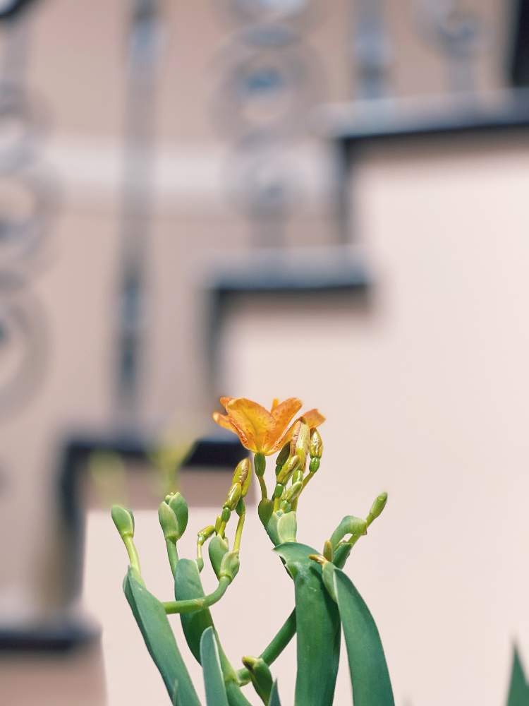 ひおうぎ 檜扇 の投稿画像 By Iris さん 花を飾ろうと癒しとお花大好きと花から元気をと花のある暮らしとお花とお花で癒やされてますと祇園祭 21月7月3日 Greensnap グリーンスナップ