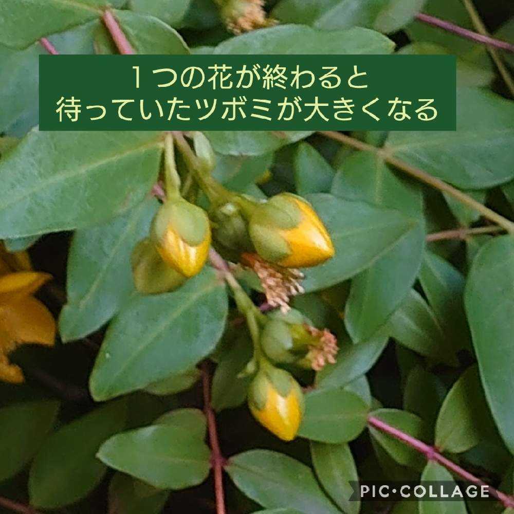 ヒペリカムいろいろ｜🍀GreenSnap（グリーンスナップ）