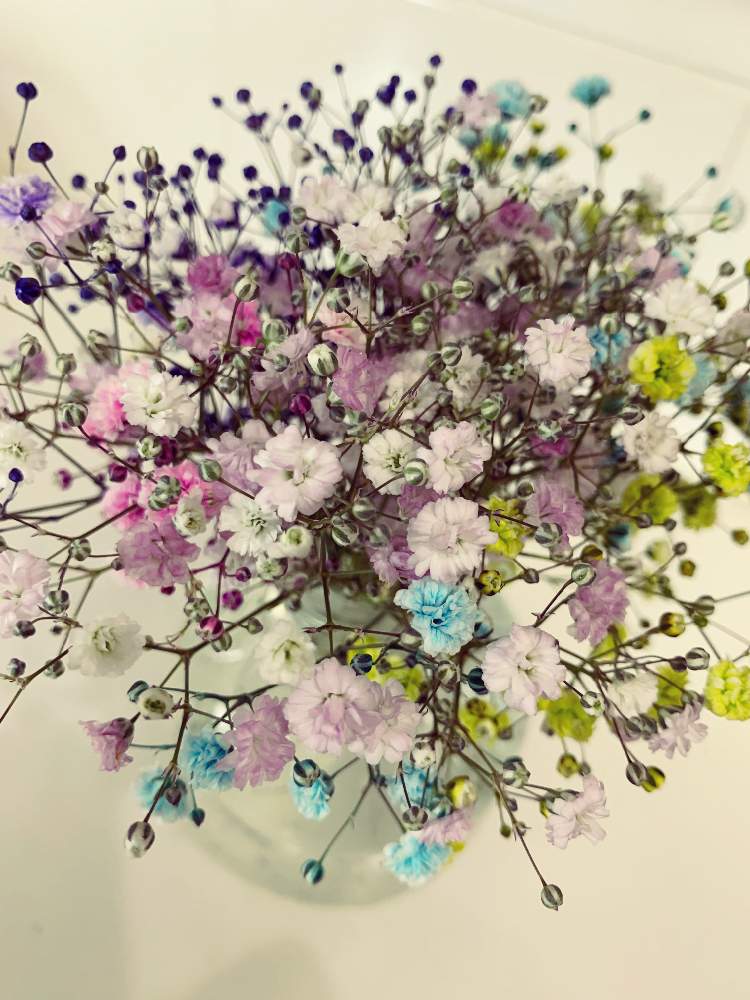 かすみ草の投稿画像 By まりもさん 21月7月3日 Greensnap グリーンスナップ