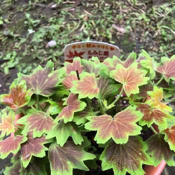 もみじ葉ゼラニウムの投稿画像一覧 Greensnap グリーンスナップ