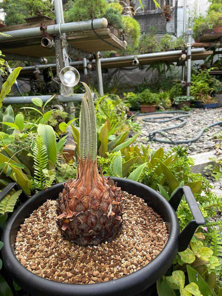 斑入りソテツ 斑入りソテツ剪定｜🍀GreenSnap（グリーンスナップ）