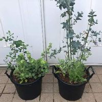 ハーブの寄せ植え 相性の良い組み合わせやおすすめの種類は Greensnap グリーンスナップ