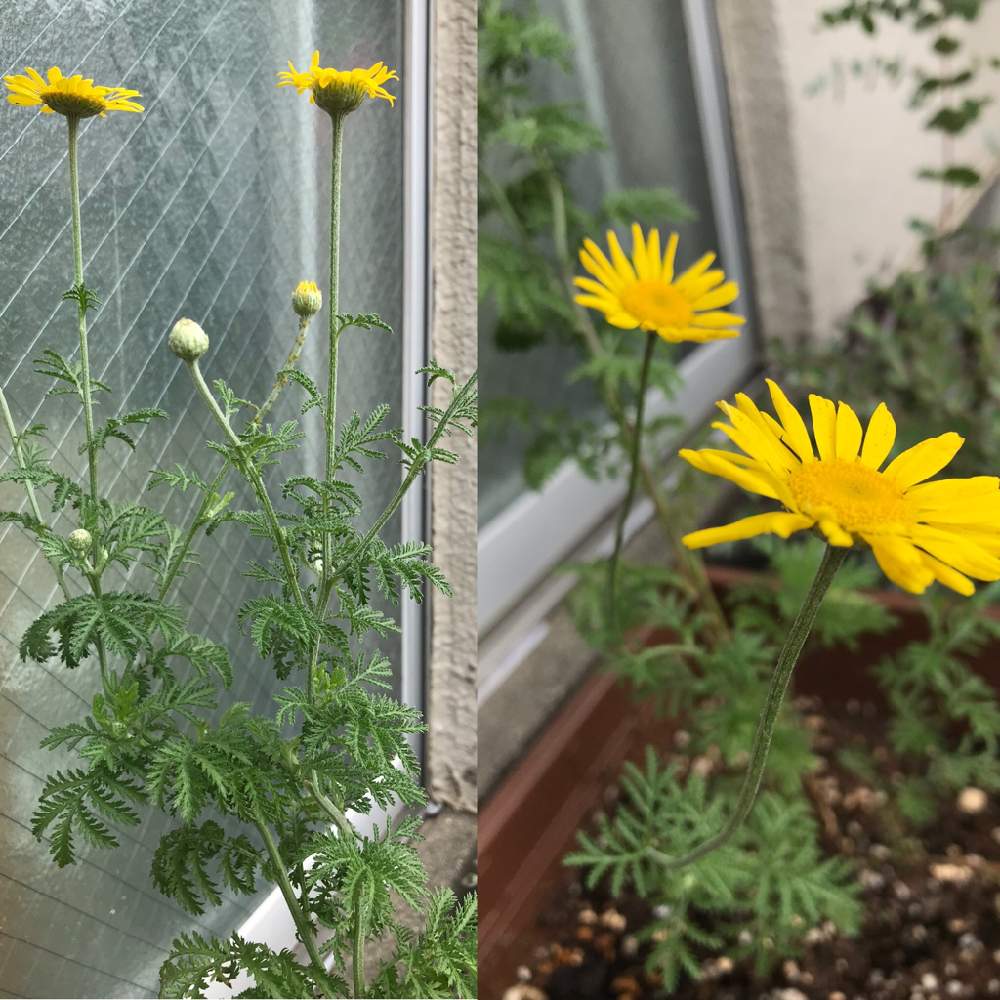 ダイヤーズカモミールの投稿画像 By のりだんだんさん 花のある暮らしと花のある暮らし 21月7月3日 Greensnap グリーンスナップ Greensnap グリーンスナップ