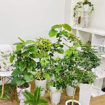 シェフレラ レナータの投稿画像一覧 Greensnap グリーンスナップ