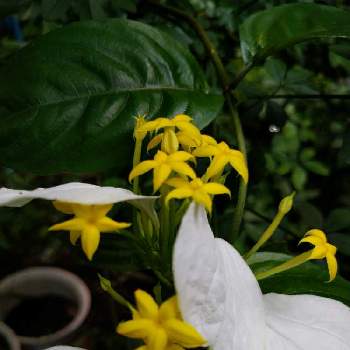 コンロンカ（ハンカチの花）の画像 by ルーシーさん | 小さな庭とコンロンカ（ハンカチの花）と2019同期