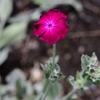 フランネルソウの投稿画像一覧 Greensnap グリーンスナップ