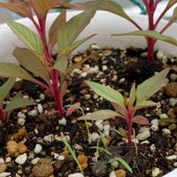 ケイトウ,ラグラスバニーテール,こぼれ種,花のある暮らし,駐車場の画像