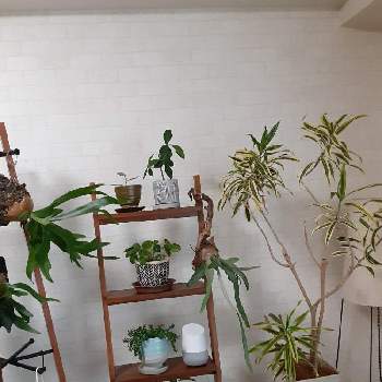 ソングオブインディアの投稿画像一覧 Greensnap グリーンスナップ