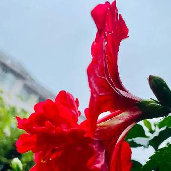 ハイビスカス.フラミンゴの画像 by グリーンベル♪ さん | ハイビスカス.フラミンゴとハイビスカス♡とレッドフラミンゴ☆と赤い花❤