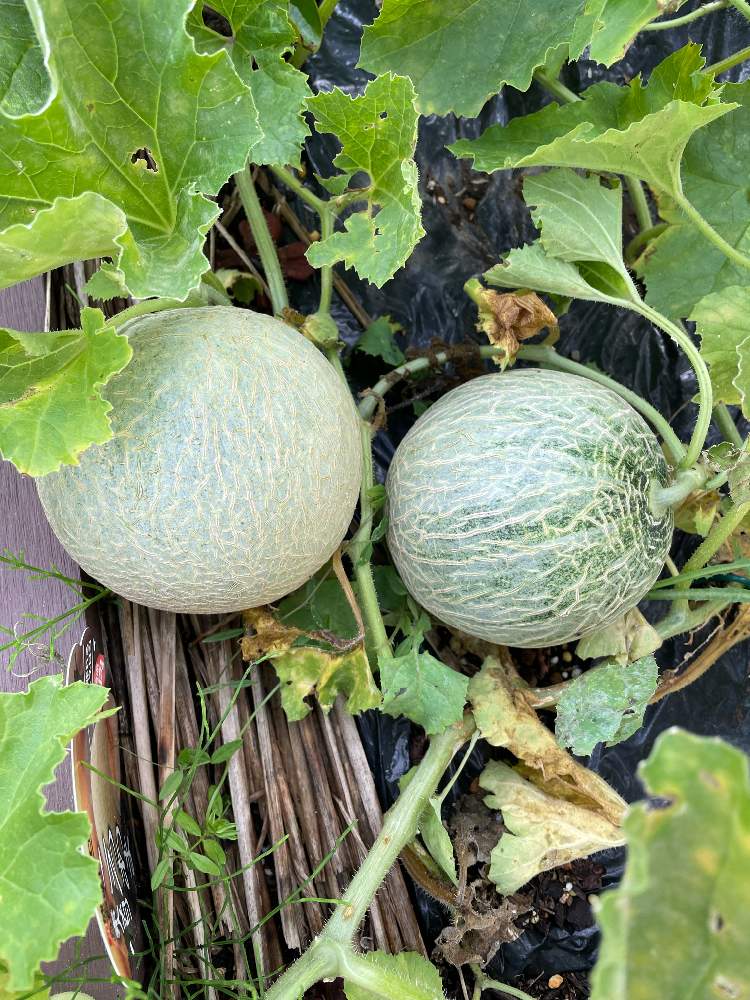 メロン ころあまの投稿画像 By じゅん坊さん 家庭菜園と梅雨に負けないと無農薬 家庭菜園とメロン栽培とネットメロン家庭菜園と梅雨を楽しむ 21月7月3日 Greensnap グリーンスナップ