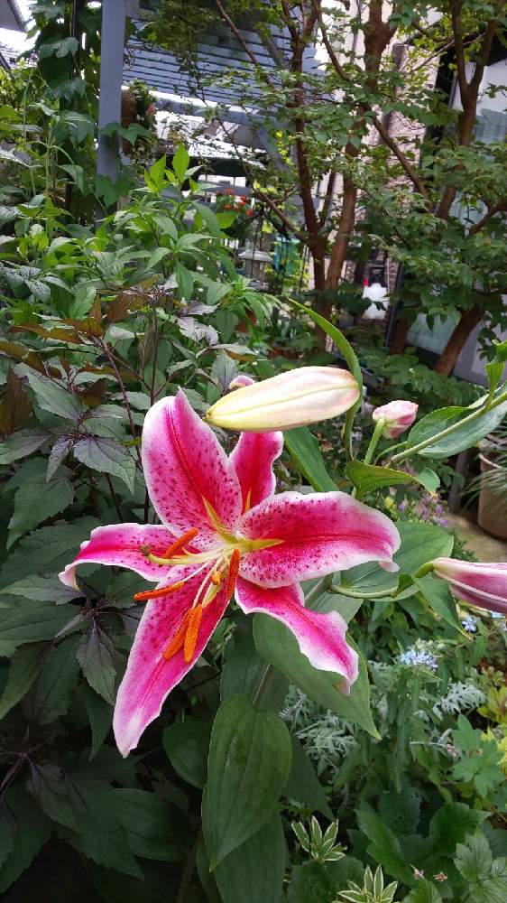 小さな庭の投稿画像 By まろんさん 植えっぱなしの球根と年以上の球根とおうち園芸とユリ ゆりと花のある暮らしと植えっぱなし の球根と年以上の球根とおうち園芸とユリ ゆりと花のある暮らし 21月7月3日 Greensnap グリーンスナップ Greensnap