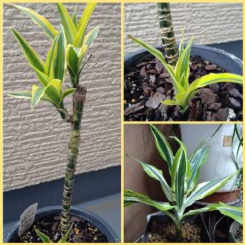 ドラセナレモンライムの投稿画像一覧 Greensnap グリーンスナップ