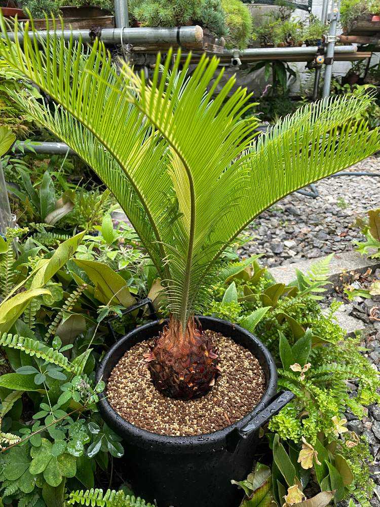 黄金 ソテツ 実生蘇鉄 ソテツ苗 - 植物/観葉植物