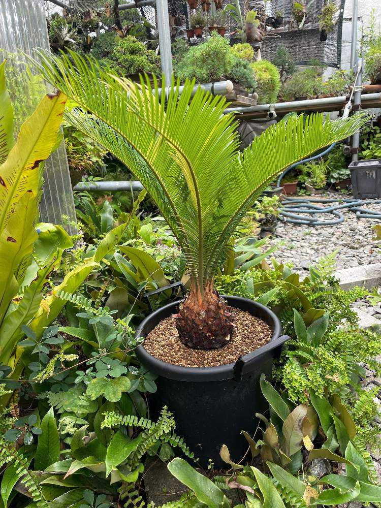 斑入り ソテツ 蘇鉄 - 観葉植物 斑入り ソテツ 蘇鉄 - 観葉植物