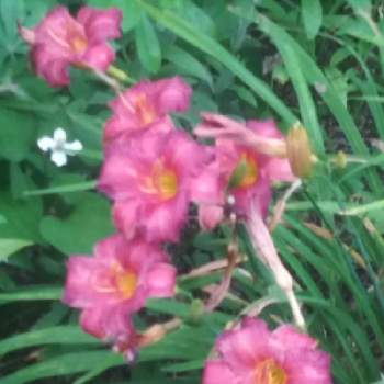 へメロカリスの画像 by 久美子さん | 小さな庭とへメロカリスと花のある暮らしと植物のある暮らしと家のまわりとおうち園芸