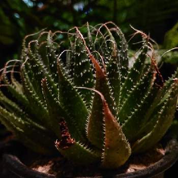 bota's Aloeの画像 by botanicallifeさん | バルコニー/ベランダと王妃綾錦とアロエ属とbota's Aloeとプラントハント収穫記録2021bota