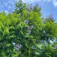 ジャカランダの育て方 鉢植えや地植えの時期 剪定方法は Greensnap グリーンスナップ ジャカランダの育て方 鉢植えや地植えの時期 剪定方法は Greensnap グリーンスナップ
