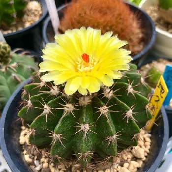 可愛いサボテンの投稿画像一覧 Greensnap グリーンスナップ