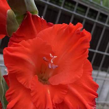 緋色の投稿画像一覧 Greensnap グリーンスナップ