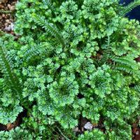 セラギネラの育て方 水やりや日当たりの加減は Greensnap グリーンスナップ セラギネラの育て方 水やりや日当たりの加減は Greensnap グリーンスナップ