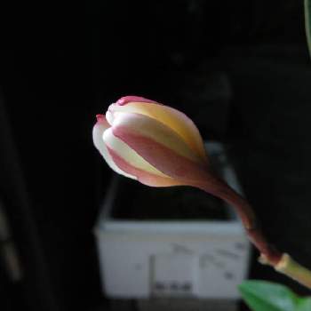 いい匂い の投稿画像一覧 Greensnap グリーンスナップ