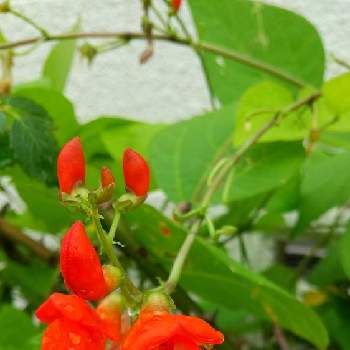 ベニバナインゲンの投稿画像一覧 Greensnap グリーンスナップ