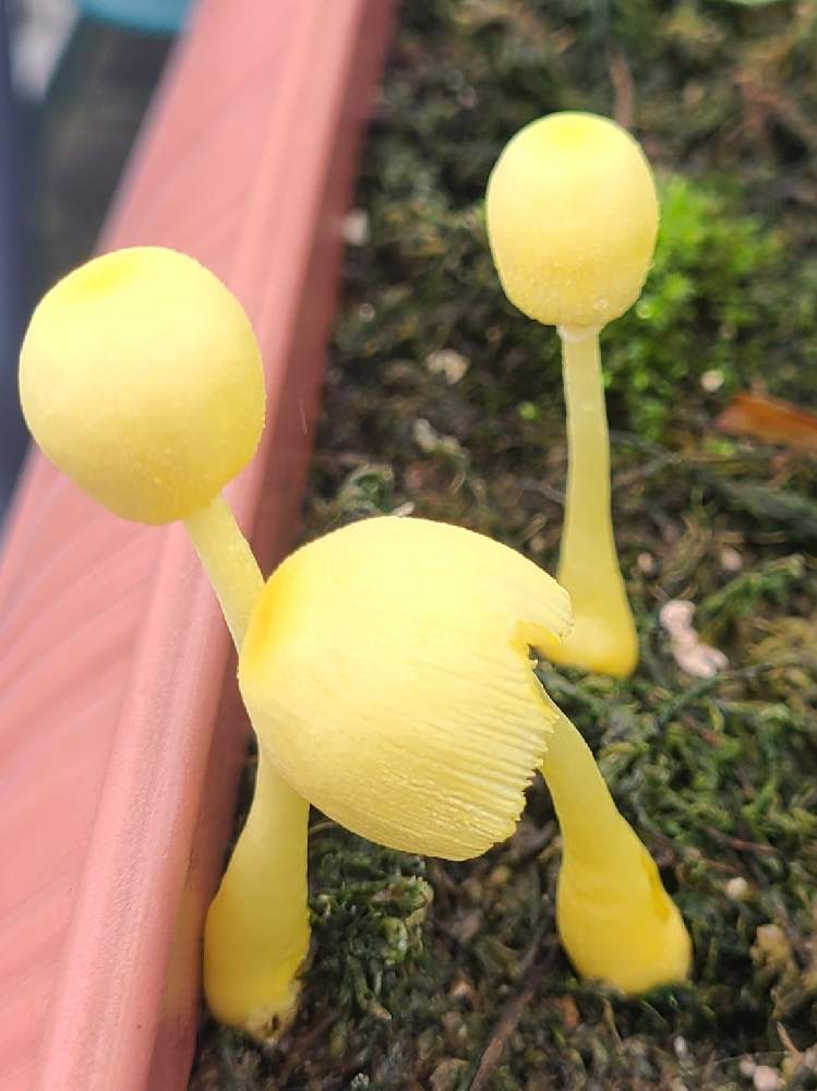 コガネキヌカラカサタケの投稿画像 By チョビ君さん キノコ と屋上ガーデンとおうち園芸と黄金絹唐笠茸とコガネキヌカラカサタケ と薔薇の鉢とキノコ と屋上ガーデンとおうち園芸と黄金絹唐笠茸とコガネキヌカラカサタケ と薔薇の鉢 21月7月3日 Greensnap