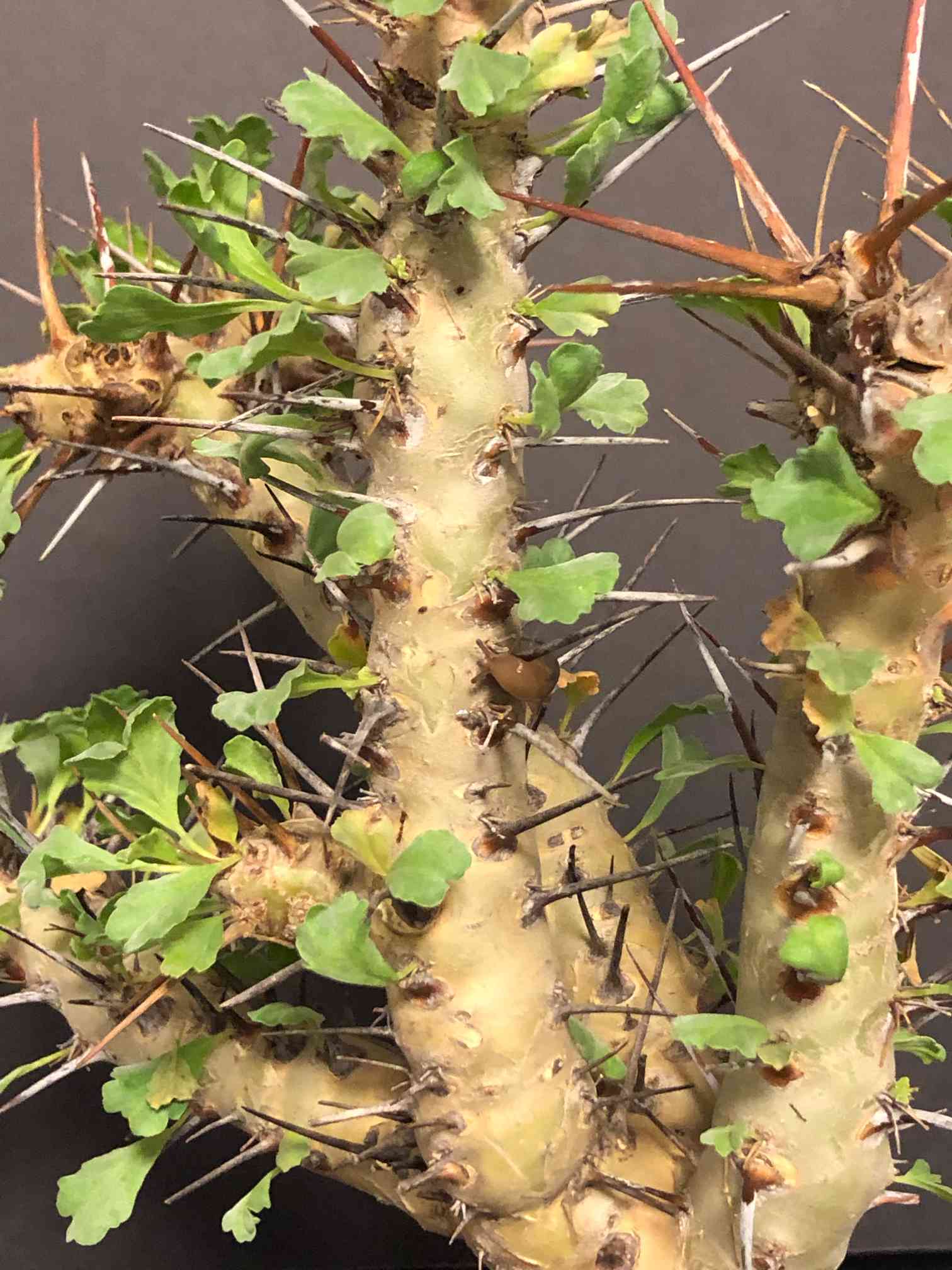 モンソニア クラシカウリスの一覧｜🍀GreenSnap（グリーンスナップ）