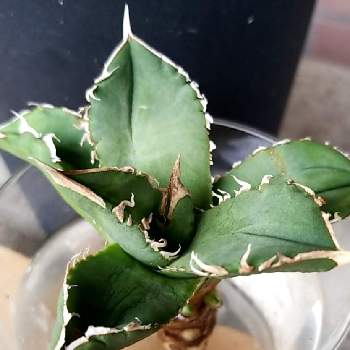 アガベ チタノタ オテロイの投稿画像一覧 Greensnap グリーンスナップ