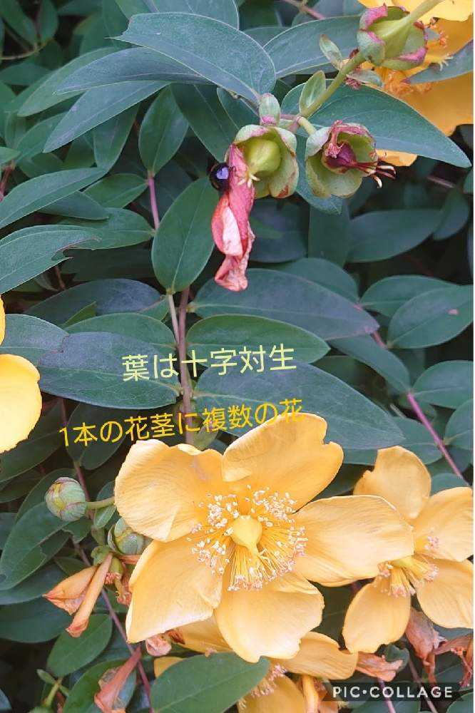 2025年新作アイテムが続々登場 ヒペリカムいろいろ｜🍀GreenSnap（グリーンスナップ） フラワー・リース
