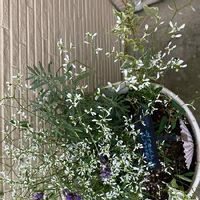 イングリッシュラベンダーの育て方 剪定や収穫のコツは 室内で鉢植えもok Greensnap グリーンスナップ