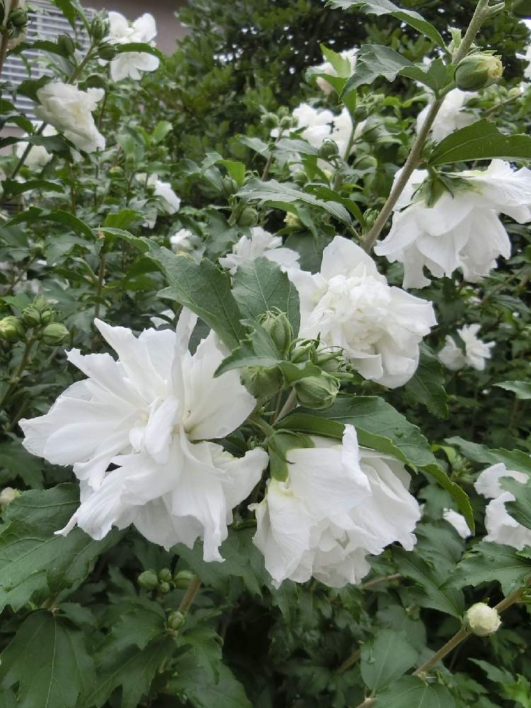 八重のムクゲの投稿画像 By Kevinさん 素敵 と癒しとgs映えと今日の一枚とお花大好き と可愛いと花のある暮らしと中国原産とかわいいと純白マニアと白い花と白い花マニアとアジア原産と ムクゲとムクゲとお出かけ先と素敵 と癒しとgs映えと今日の一枚とお花大好き と