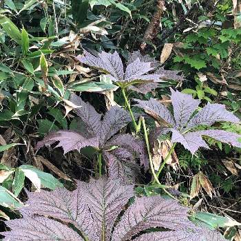 ヤグルマソウ ユキノシタ科 の投稿画像一覧 Greensnap グリーンスナップ