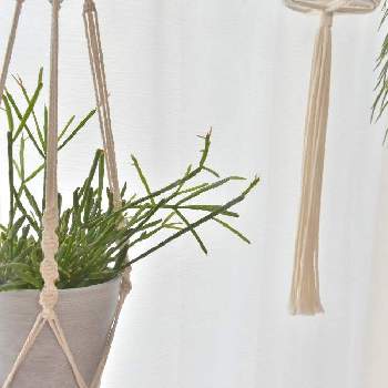 リプサリス エワルディアナの投稿画像一覧 Greensnap グリーンスナップ