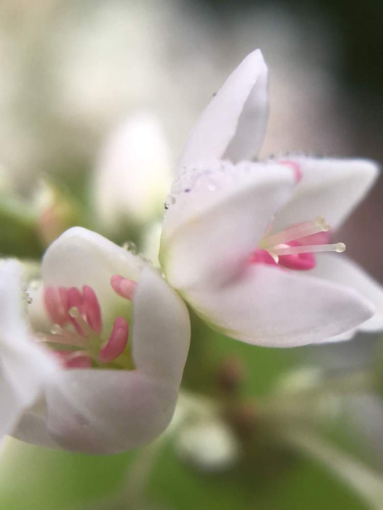 ピンクの花の投稿画像 By ヒーちゃんさん ソバ属と誕生花と花言葉と今日はなんの日 としろいはな 21月7月4日 Greensnap グリーンスナップ