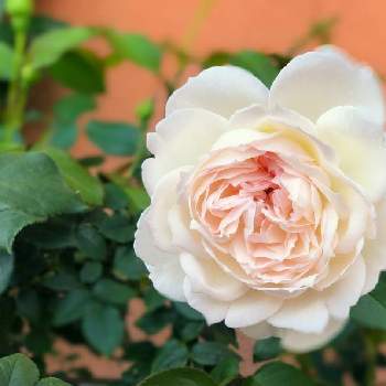 ボレロ 薔薇の投稿画像一覧 Greensnap グリーンスナップ