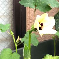 オクラ,種まきっ子,ベランダ菜園,プチ家庭菜園,家庭菜園初心者の画像