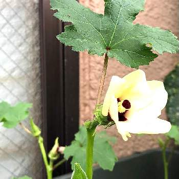 オクラ,オクラ(丈が小さい種類)の画像