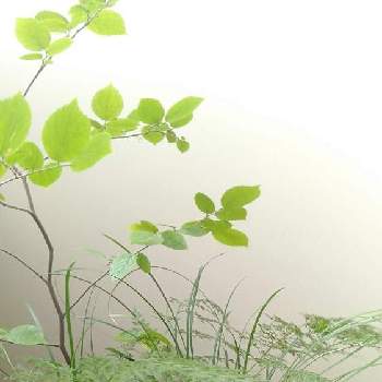 しだ植物の画像 by Gyonさん | バルコニー/ベランダとりゅうのひげと 山野草と漂流物と寄せ植え.としだ植物