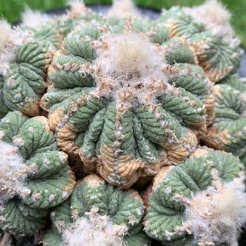 花籠の投稿画像一覧 Greensnap グリーンスナップ