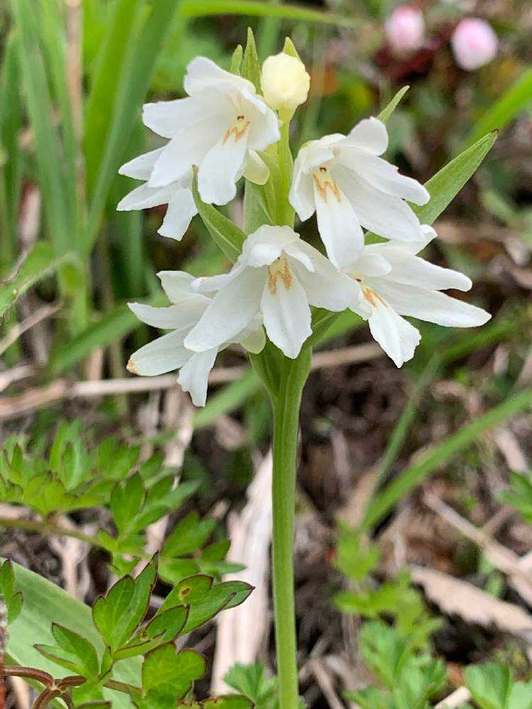 21 07 03に那須岳で咲いてた花 Greensnap グリーンスナップ