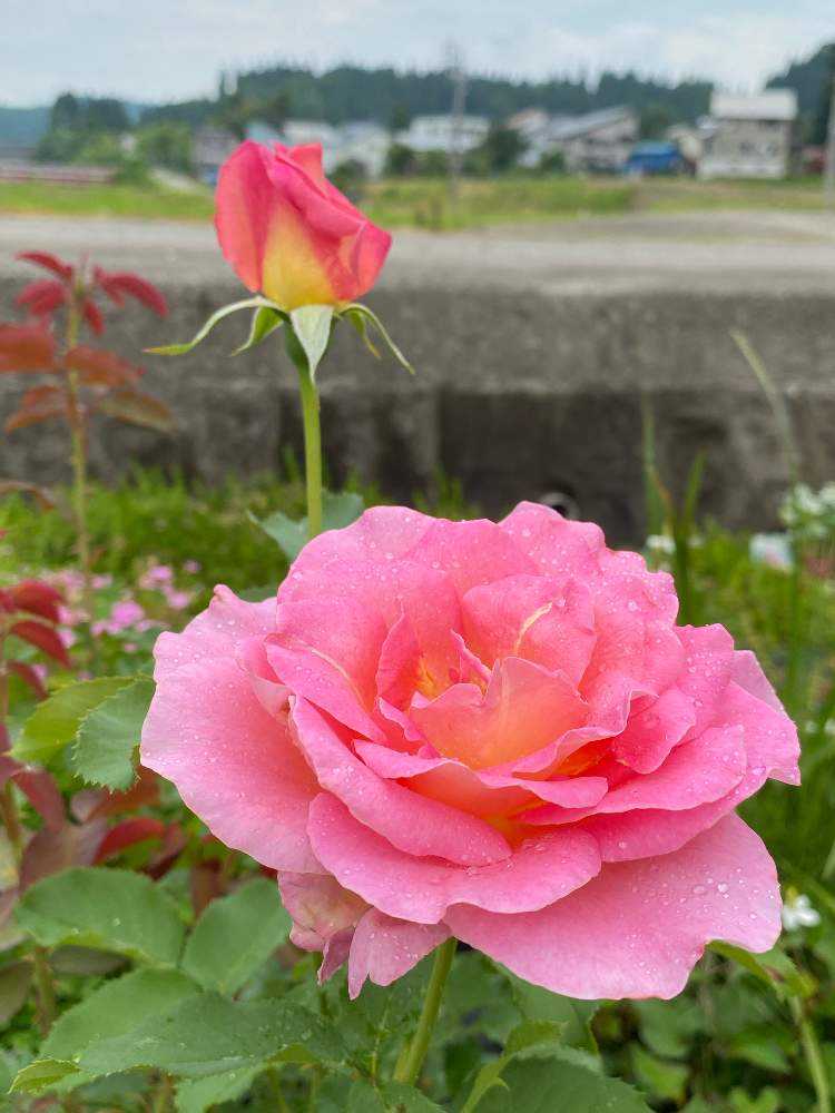 我が家の🌹薔薇｜🍀GreenSnap（グリーンスナップ）