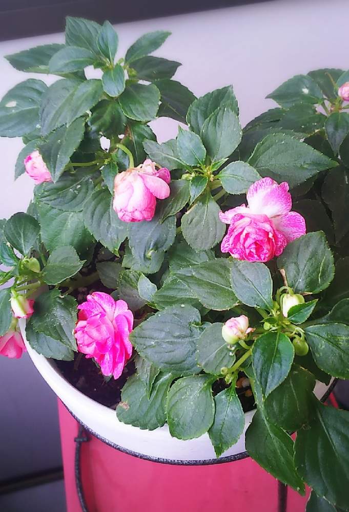 バラ咲きインパチェンス フィエスタの投稿画像 By Yonさん 明るい日陰 21月7月4日 Greensnap グリーンスナップ