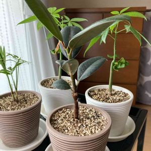 ゴムの木,観葉植物,100均観葉植物,相談,部屋の画像