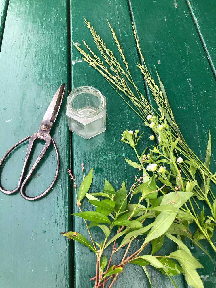 道端の野草で生け花アレンジ Greensnap グリーンスナップ