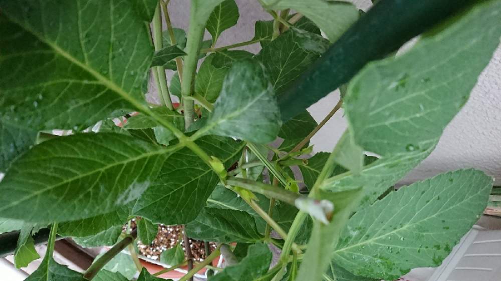 うどん粉病の投稿画像 By Shippo77さん ダリア と相談 21月7月4日 Greensnap グリーンスナップ