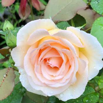 薔薇 薫乃の投稿画像一覧 Greensnap グリーンスナップ